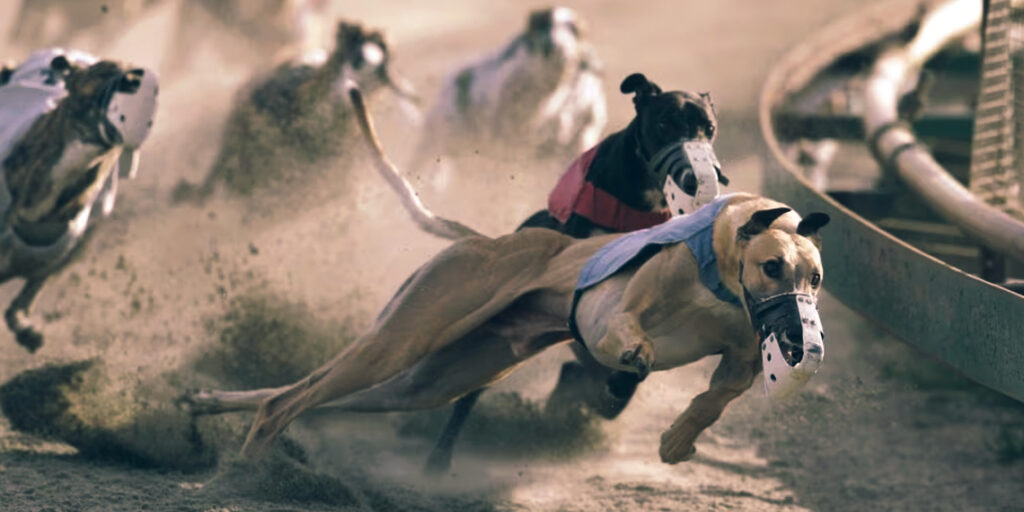 UK Greyhound Racing Faces Drug Scandal