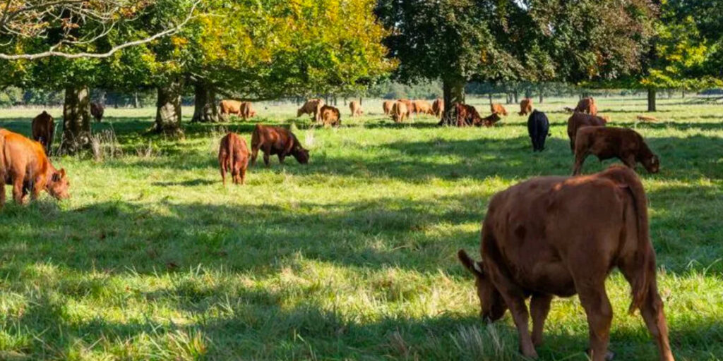 UK Halts Livestock Imports from Germany