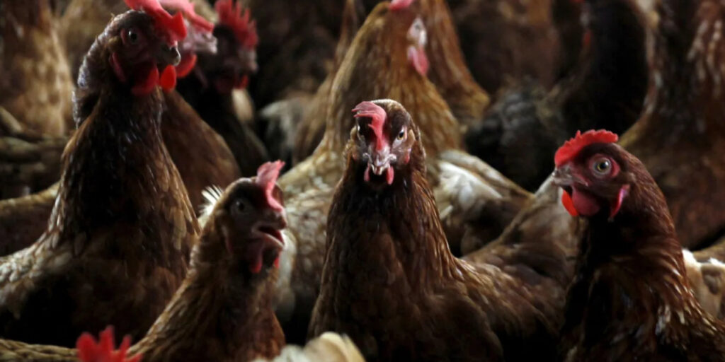 Bird Flu Confirmed in Scotland