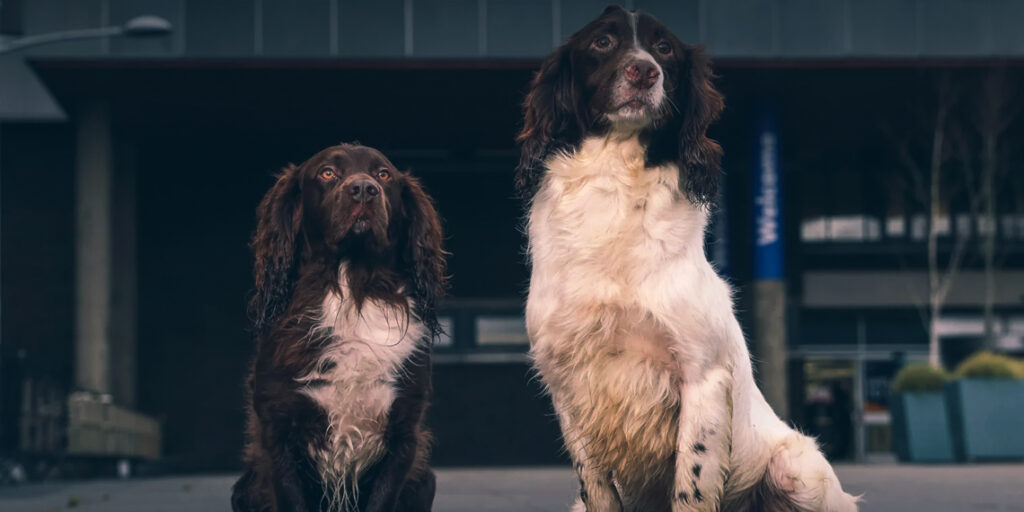 1st Veterinary Nursing Degrees Launch in Northern Ireland