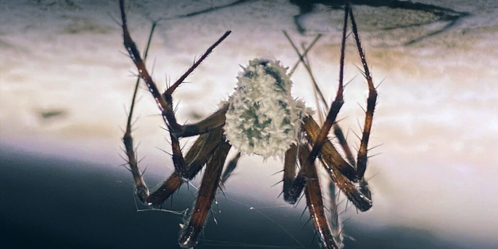 Zombie Spiders Infected by Fungus Found in Northern Ireland