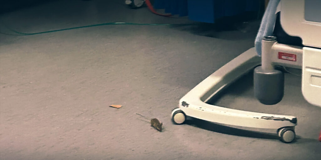 Kent NHS Hospital Apologizes After Rodent Caught on Camera