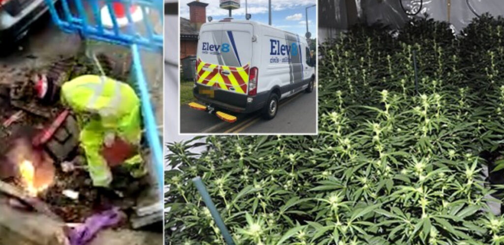 £21M Cannabis Farms Exposed in Electricity Scam