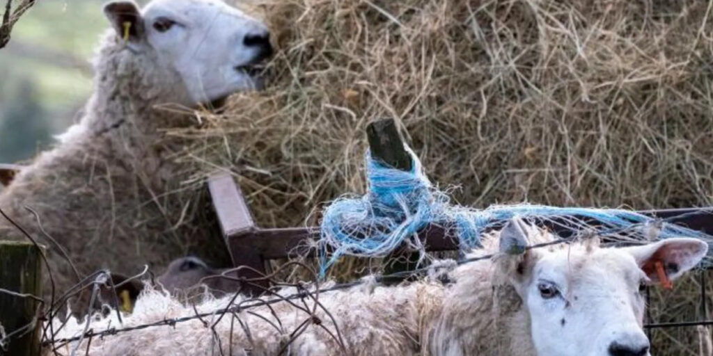 UK Reports First-Ever Case of Bird Flu in Sheep UK Reports First-Ever Case of Bird Flu in Sheep