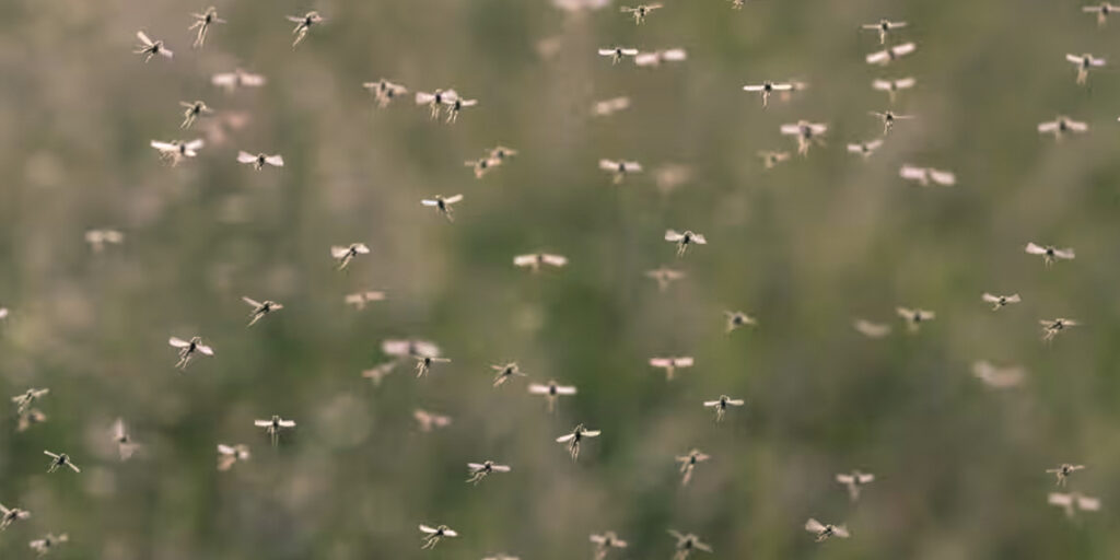 West Nile Virus Found in UK Mosquitoes for First Time