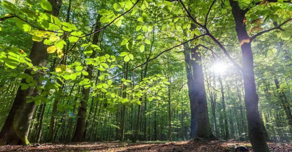 Woodland Expansion Fails to Save UK Wildlife Woodland Expansion Fails to Save UK Wildlife