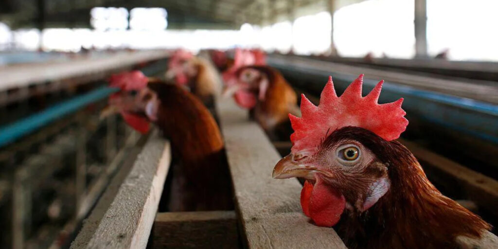 Bird Flu Outbreak Forces Mass Bird Culling in Cumbria Bird Flu Outbreak Forces Mass Bird Culling in Cumbria