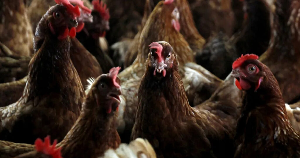 Suffolk Poultry Farm Hit by Bird Flu