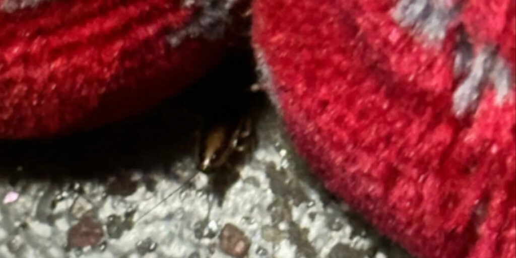 Bus Drivers Demand Action Over Cockroach Infestations Bus Drivers Demand Action Over Cockroach Infestations