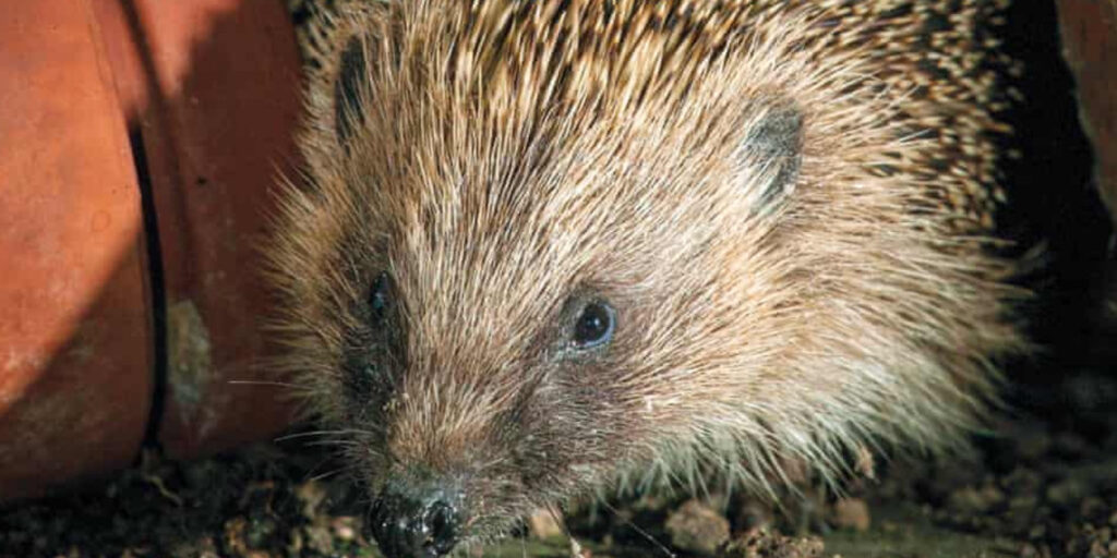 Reed Urges Vote Against Nature Amendment
