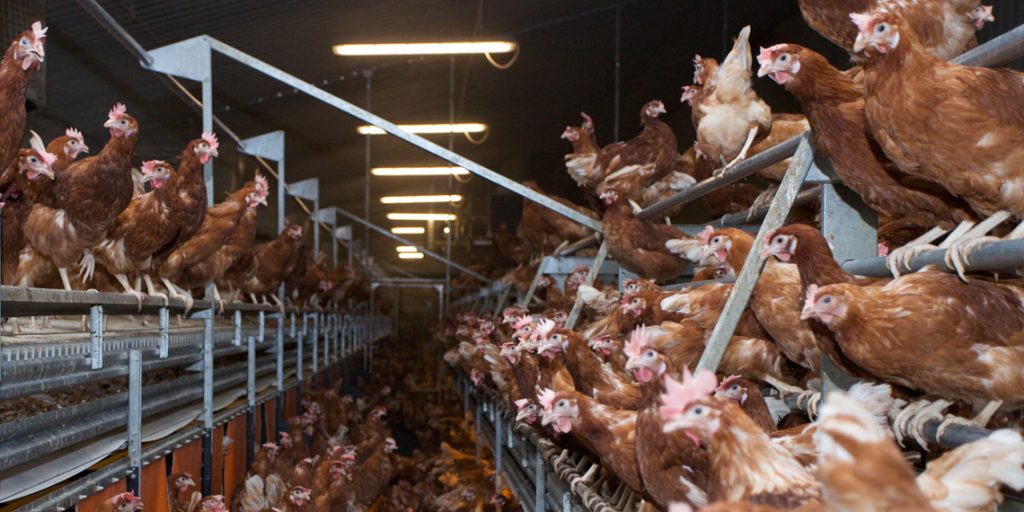 UK Rural Areas Hit by Ammonia Emissions