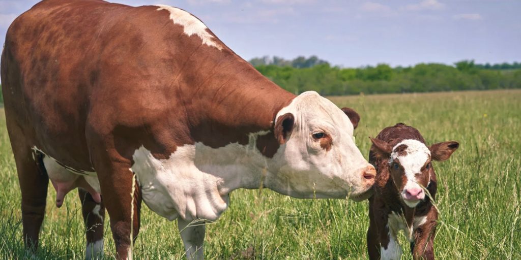 Farm Theft Losses Rise in Northern Ireland