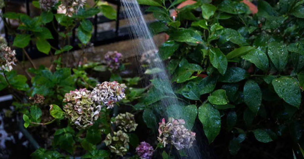 Thames Water Announces Hosepipe Restrictions
